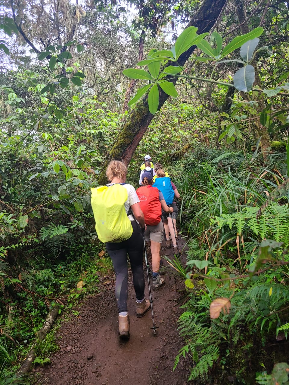 The team walking through the Machame rainforest