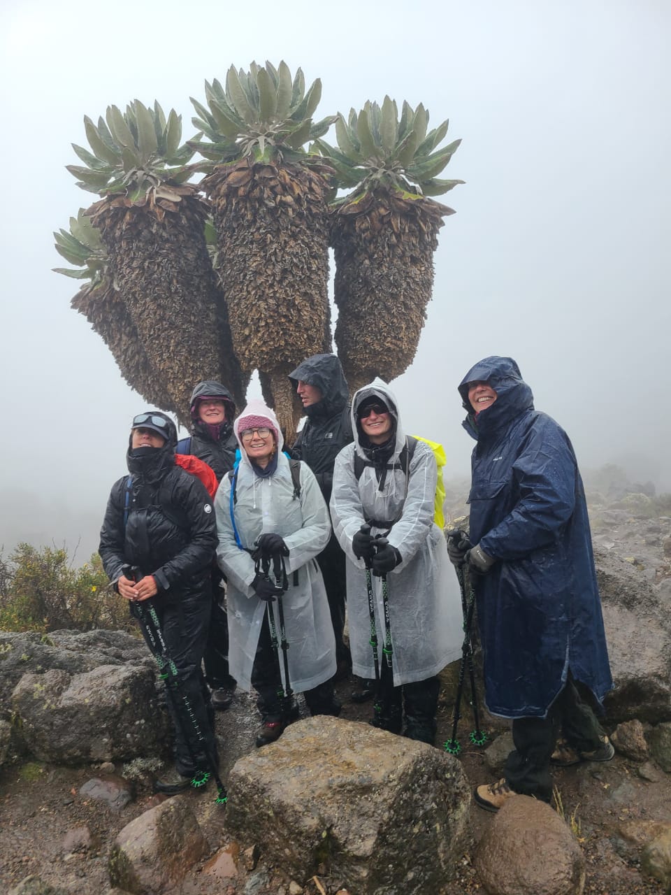 Trekkers standing beside giant groundsels on Kilimanjaro